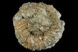 Pyrite Encrusted Ammonite Fossil - Russia #181240-1